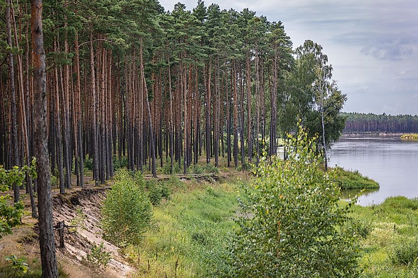 on the bank of River Bug near Szumin village, Mazowsze region of Poland