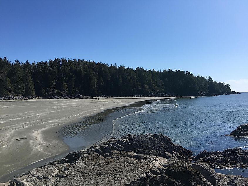 Looking over a smooth sandy beach from a rocky outcrop. Temperate forest lines the backdrop.