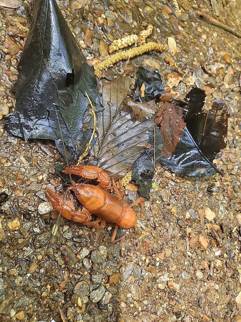 A red rusty crayfish
