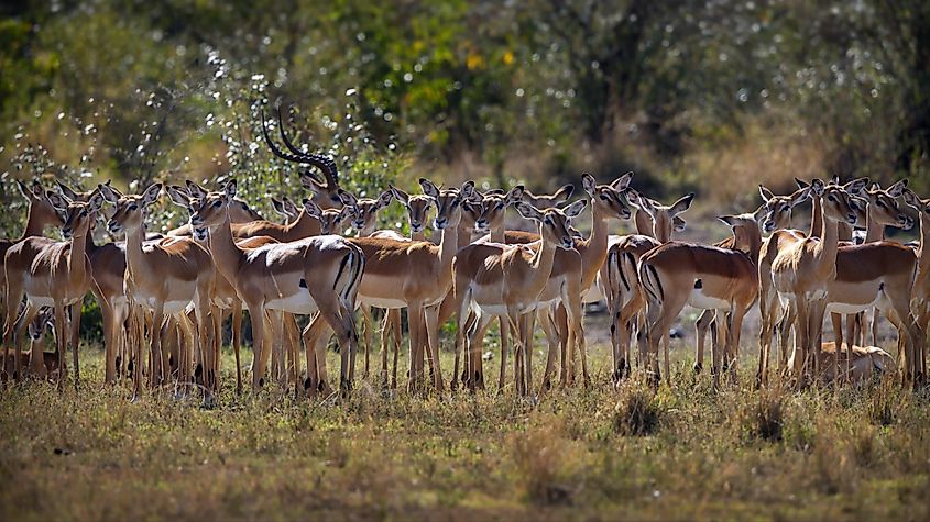 A large group of Thompson's gazelles in Masai Mara, Kenya