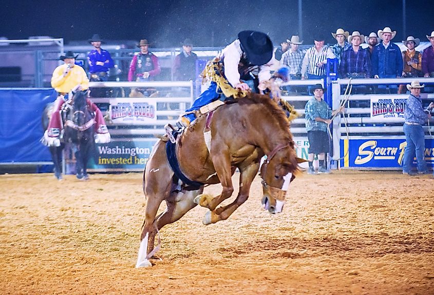 Cowboy Participating in a Bucking Horse Competition at the Clark County Fair and Rodeo a Professional Rodeo held in Logandale Nevada