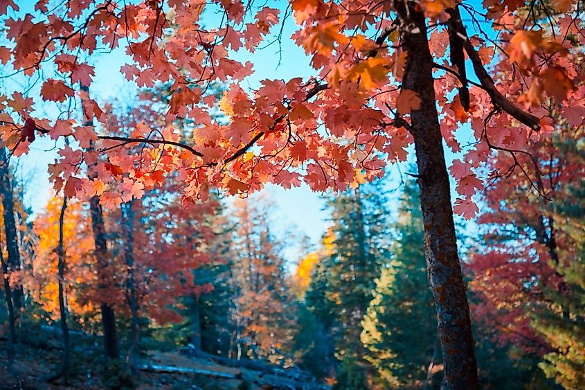 Colorful, backlit red maple branch, beautiful bright autumn in the forest. Mogollon Rim, Forest Service Rd 300. Payson, Arizona, USA. Best place to see maple colors.