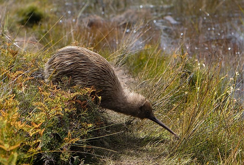 A kiwi, an endemic bird of New Zealand.