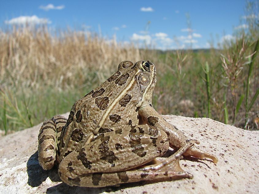 Plains Leopard Frog.