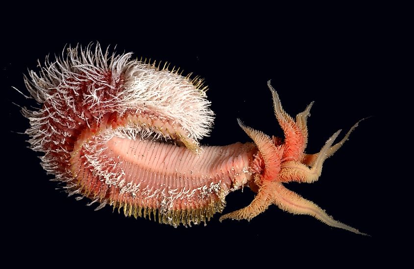Pompeii worm