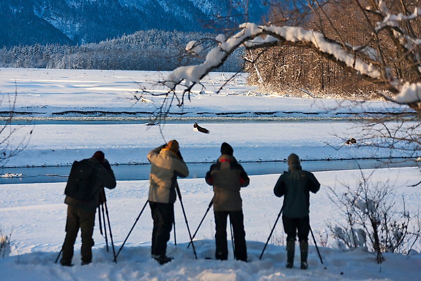 Four photographers with tripods capture a snowy landscape, focusing on eagles by the river. Snow-laden branches frame the scene, creating a serene winter atmosphere.