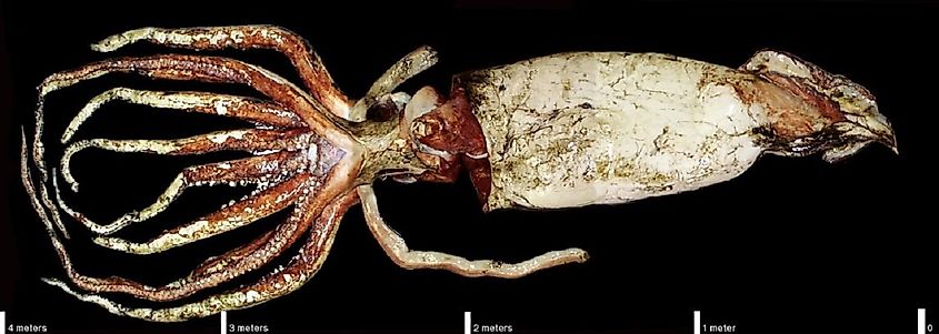 A preserved giant squid specimen laid out beside a metric measuring scale