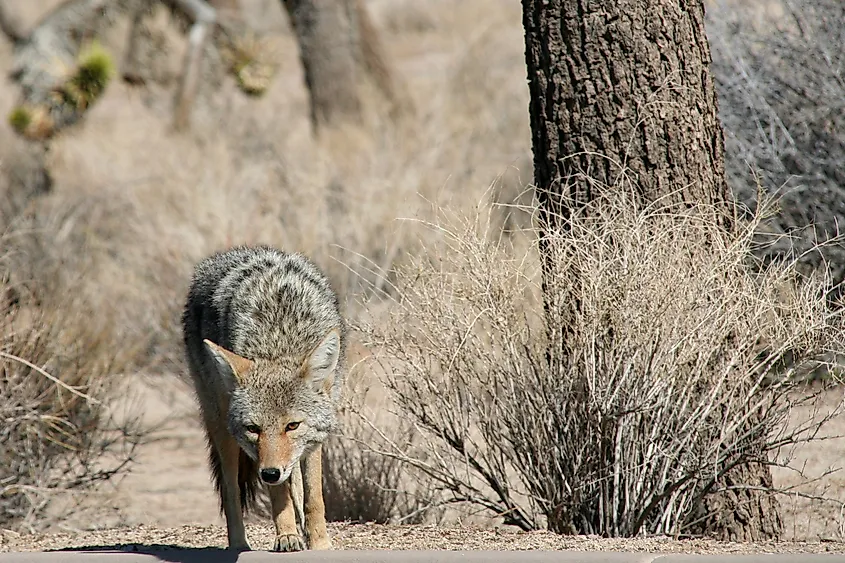  Joshua Tree National Park, California