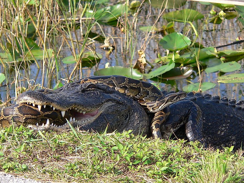 An American alligator attacking a Burmese python in Florida