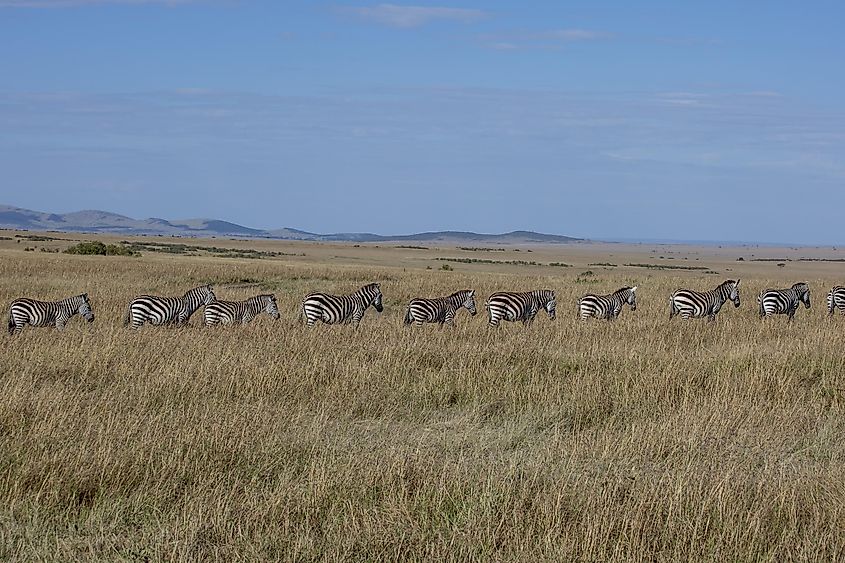 Zebras in Masai Mara