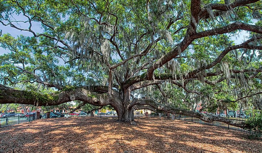 Baranoff Oak tree in Baranoff Park on the corner of Main Street and Second Avenue North in Safety Harbor.