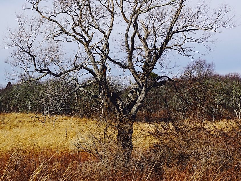 Trustom Pond Wildlife Refuge, South Kingstown, Rhode Island.