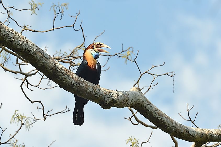 The Sumba hornbill (Rhyticeros everetti).