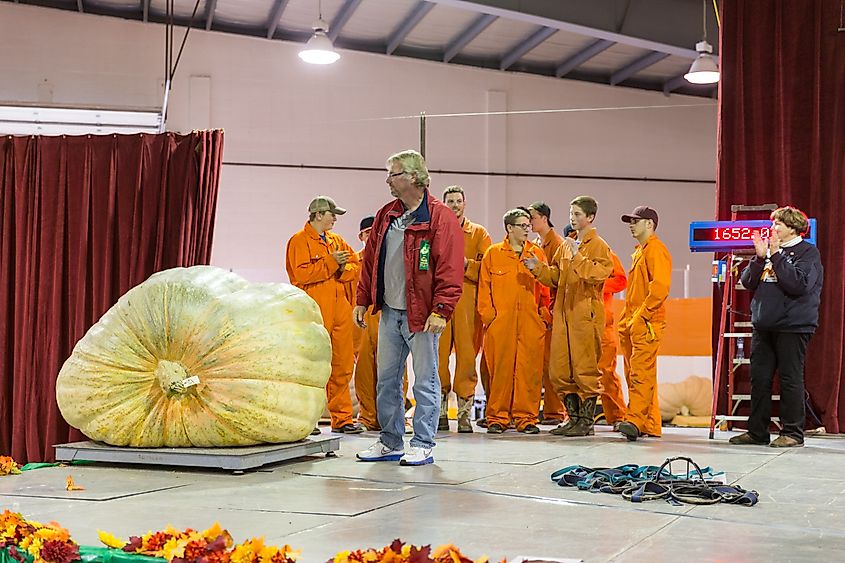 Great White North Pumpkin Fair in Smokey Lake, Alberta