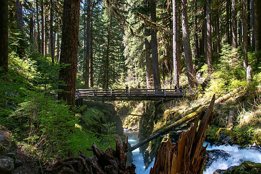 Summer scene at Olympic National Park, Washington.