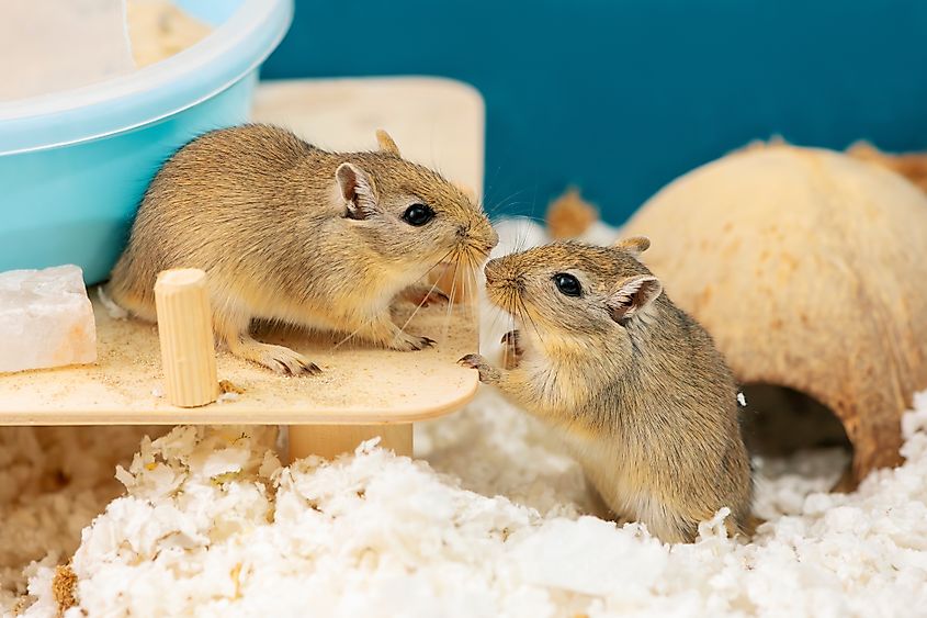 View of two gerbils in a cage.