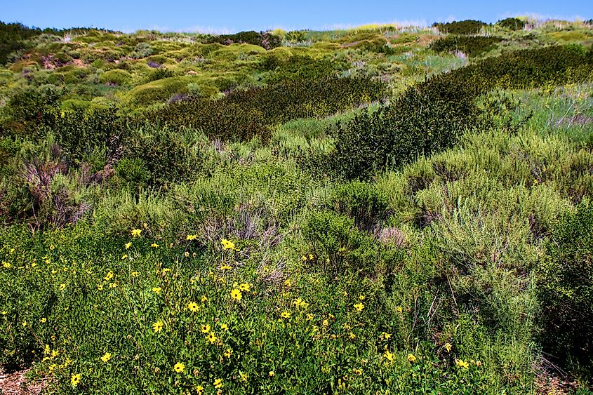 Puente Hills Preserve, CA