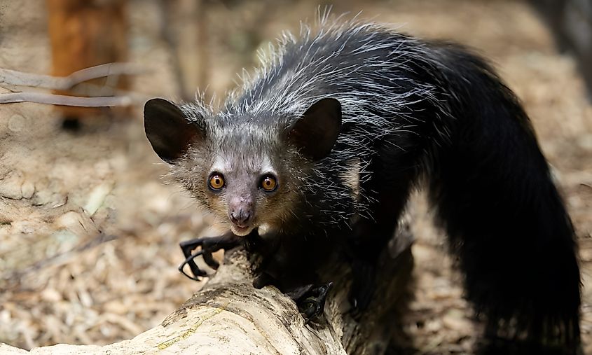 Wild Aye-Aye lemur perched on a tree,