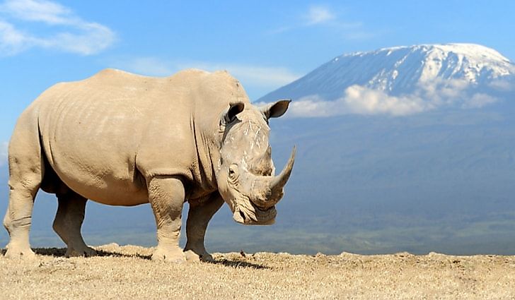 African white rhino with Mount Kilimanjaro in the background.