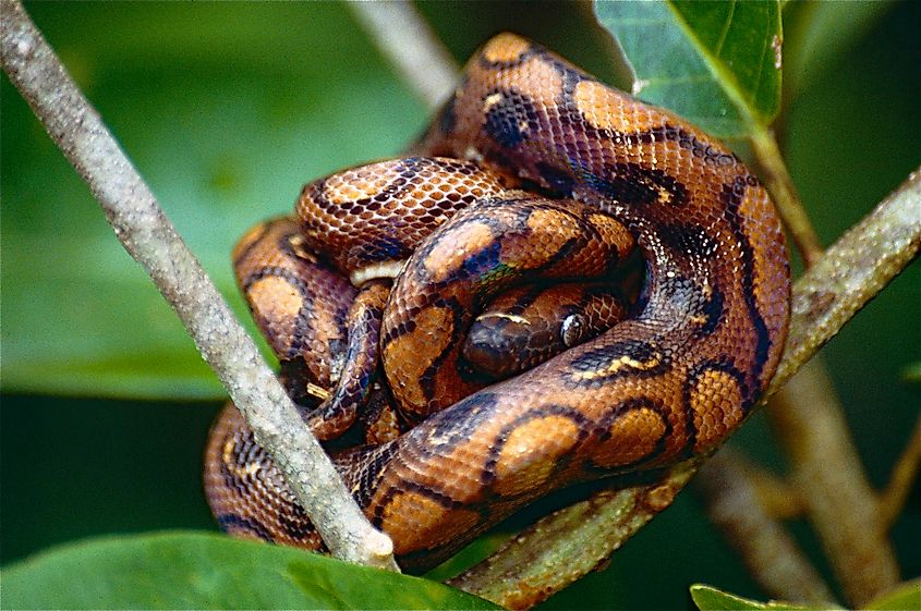 A rainbow boa on a tree branch.
