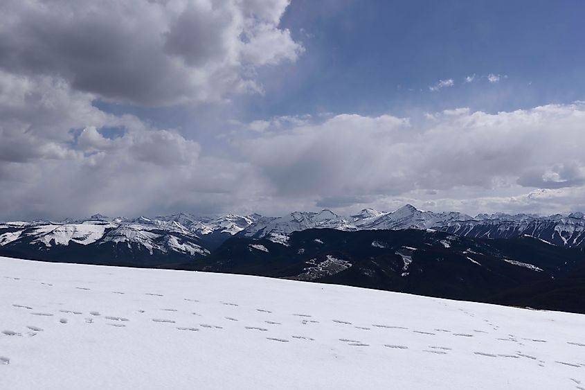 The flat summit of Prairie Mountain in the winter, facing west toward the Rocky Mountains. Photo credit: Brendan Cane. 