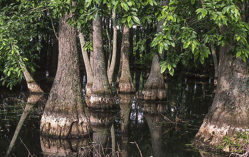 Cypress tree swamp near Greenwood, Mississippi.