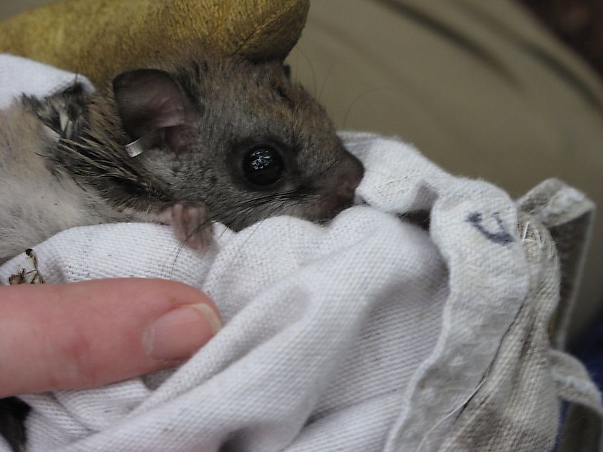 Carolina northern flying squirrel. By U.S. Fish and Wildlife Service Southeast Region via Wikimedia Commons
