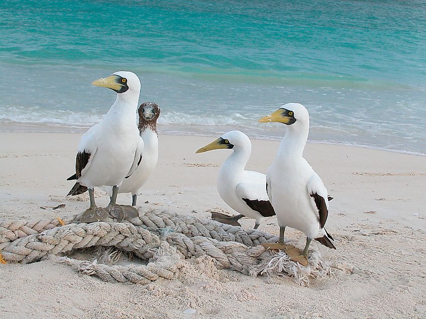 Masked boobies. Hawaii, Papahanaumokuakea Marine National Monument.