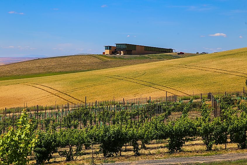 Walla Walla, Washington, vineyard.