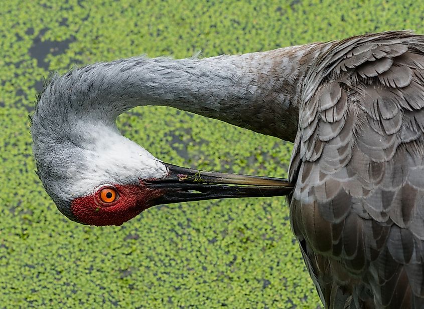 Sandhill Crane (Antigone canadensis) preening