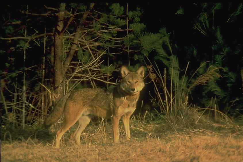 Old picture of a Red Wolf in the Great Smoky Mountains National Park