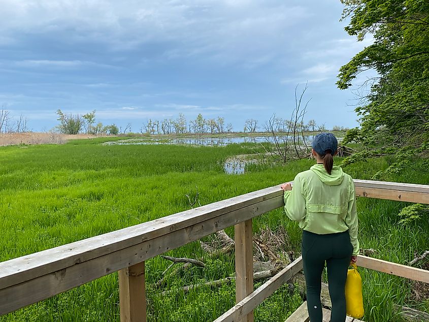 A woman in a bright green jacket looks out over a grassy wetland from atop a wooden viewing platform