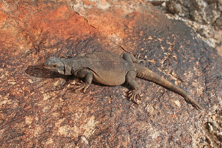 What Animals Live In Death Valley? - WorldAtlas What Animals Live In Death Valley? - WorldAtlas
