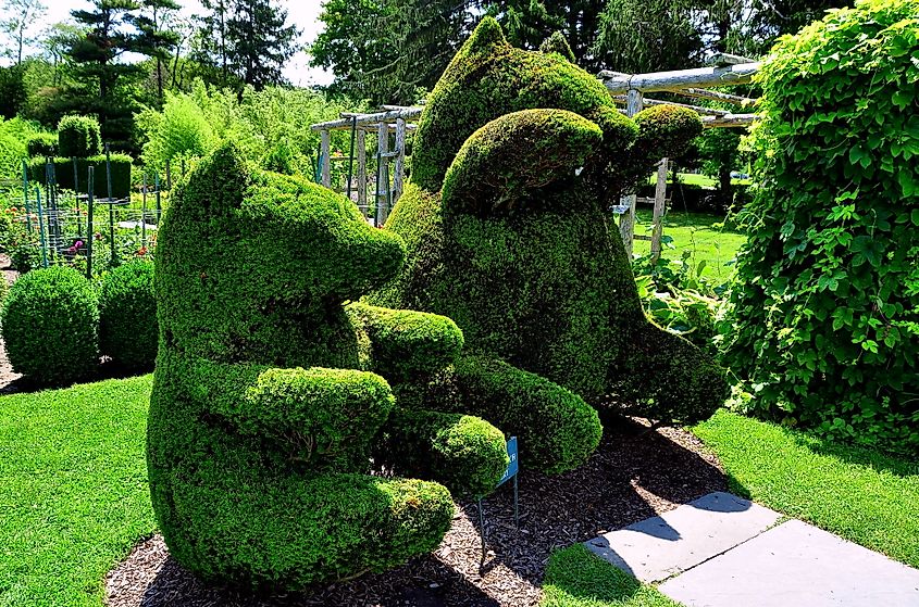 Two sitting topiary bears at the Green Animals Topiary Garden in Portsmouth, Rhode Island