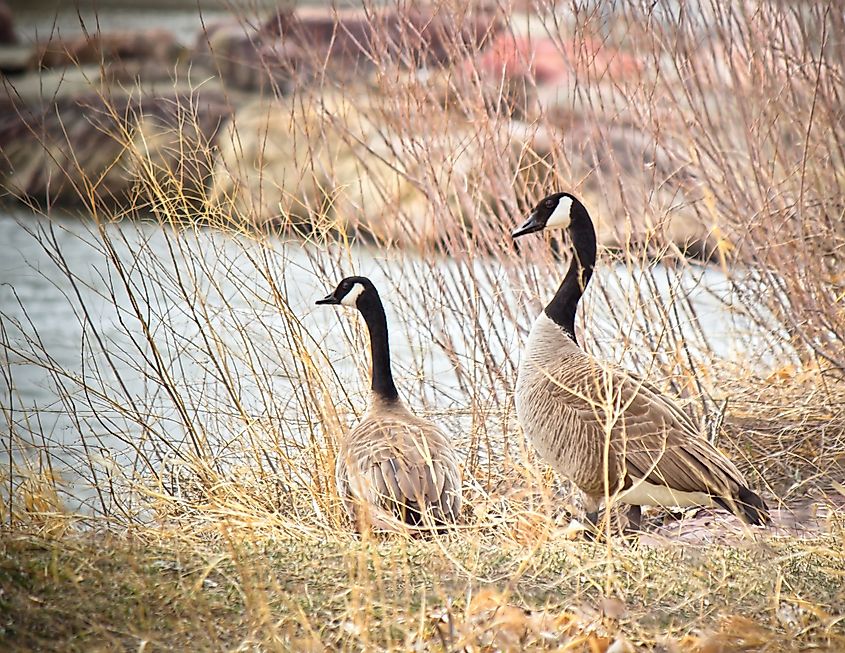 A goose pair on the banks of the North Platte River