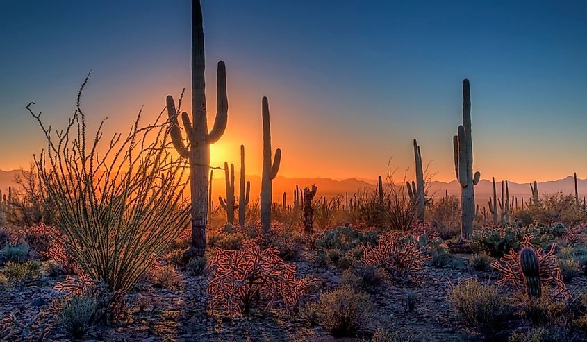 Солнце садится среди кактусов в национальном парке Сагуаро, Аризона