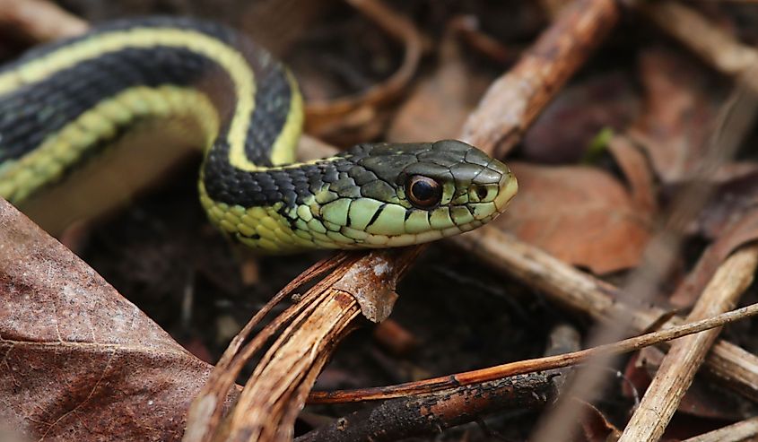 A profile shot of an Eastern Garter Snake (Thamnophis sirtalis sirtalis). Shot in Waterloo, Ontario, Canada.