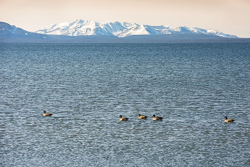 Wild gooses in Yellowstone Lake, Yellowstone National Park, Wyoming