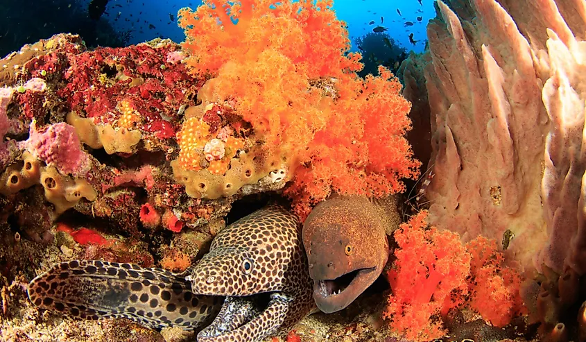 Two moray eels between sponges and soft corals, underwater Image taken scuba diving in the Banda Sea, Indonesia