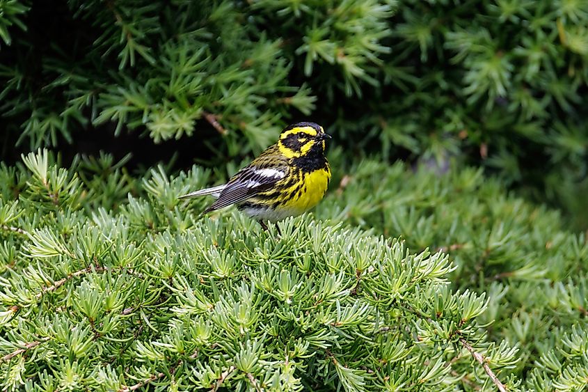 A beautiful Townsend's warbler sitting on a tree top.