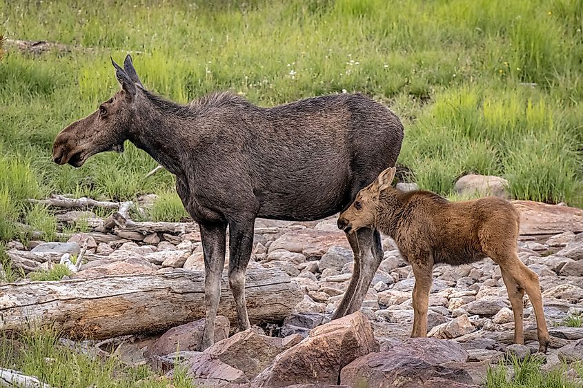 Female moose with calf near Cameron Pass, Colorado.