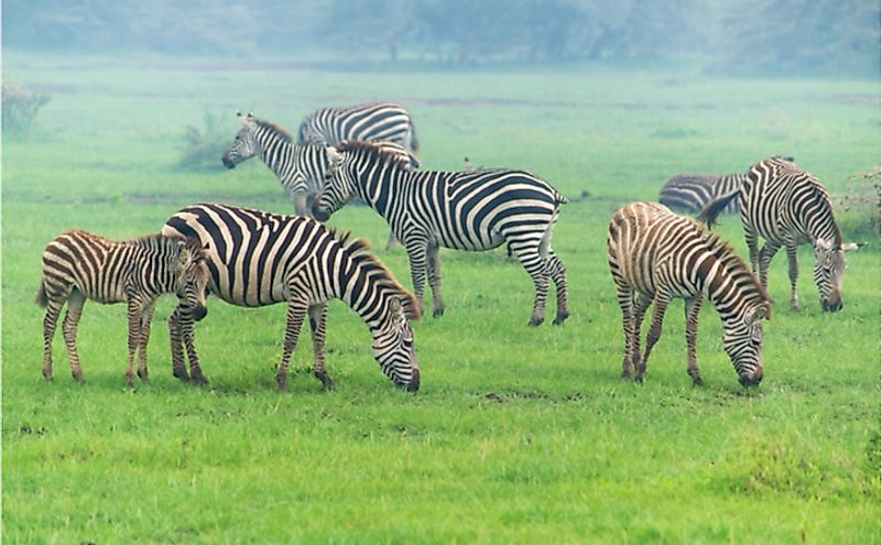 Zebras graze at Manyara national park in Tanzania.