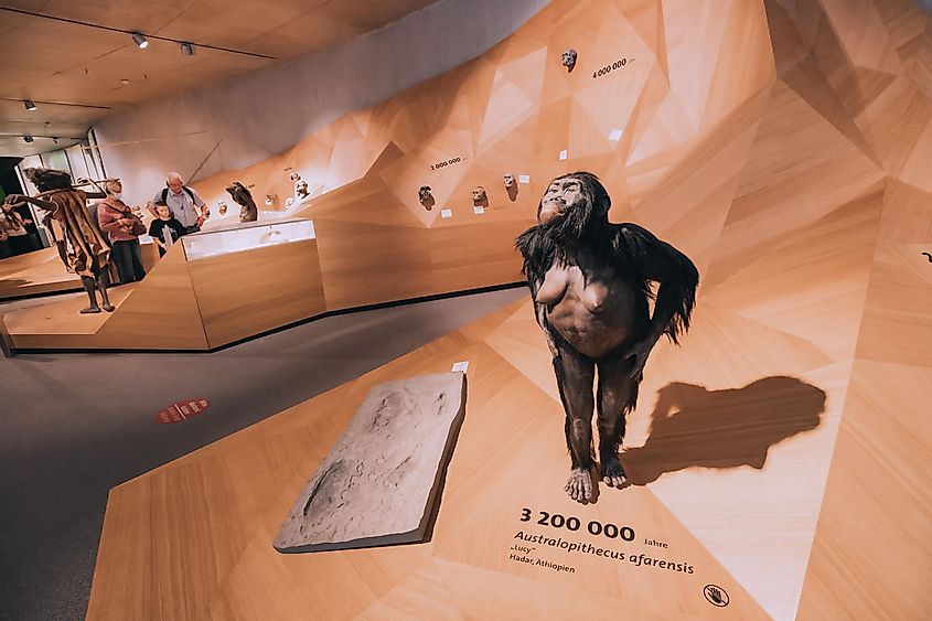 A model of Lucy on display at a museum in Dusseldorf, Germany. The fossils of Lucy, Australopithecus afarensis, was discovered in Ethiopia's Awash Valley.