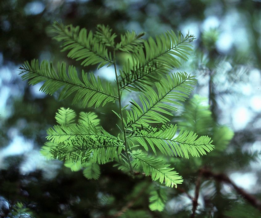 Florida yew, Gadsden County, Florida.
