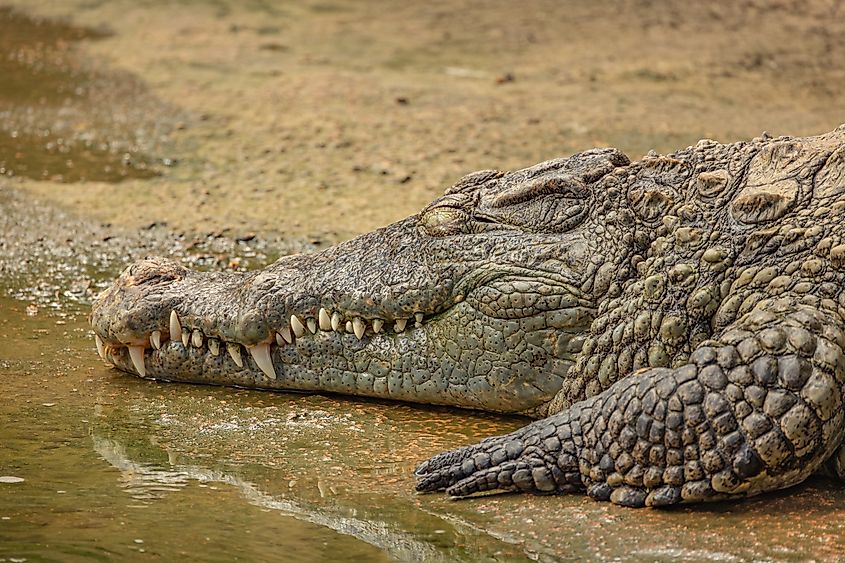 Portrait of a crocodile, close-up