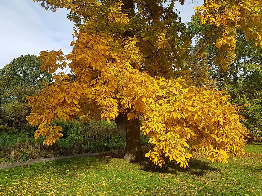 Carya ovata, the shagbark hickory, is a common hickory in the Eastern United States and southeast Canada. Via Shutterstock / guentermanaus