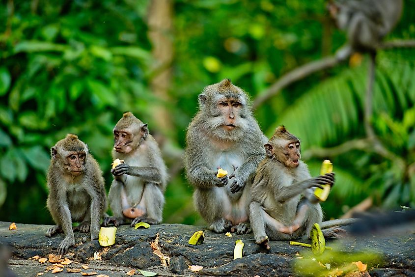 Adult monkeys sits and eating banana fruit in the forest in Indonesia.