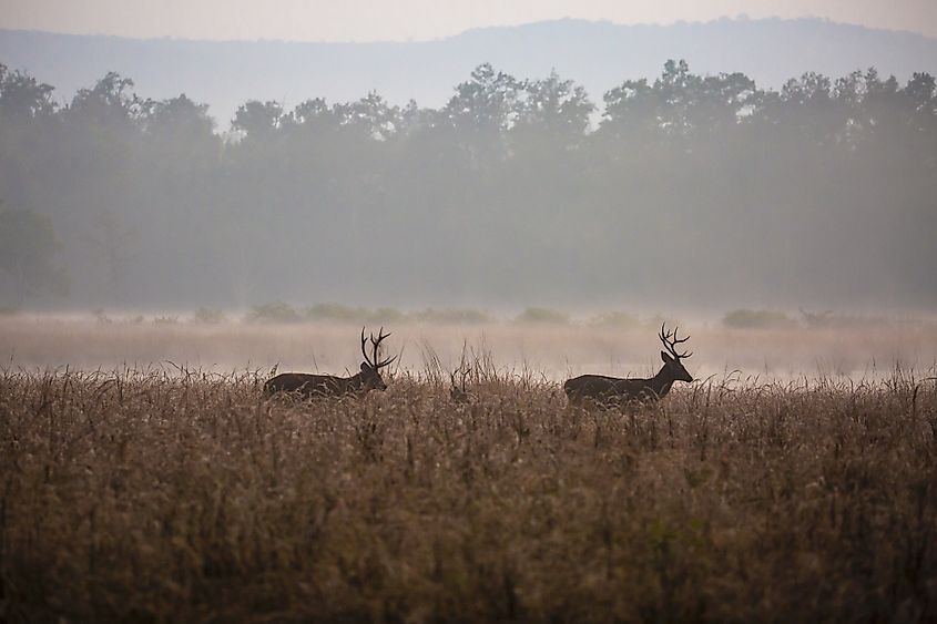 Barasinghas in the Kanha National Park.