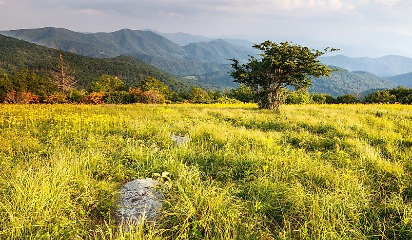 Grassy field with yellow ragwort off the Appalachian Trail in Roan Mountain Highlands along the border of North Carolina and Tennessee.