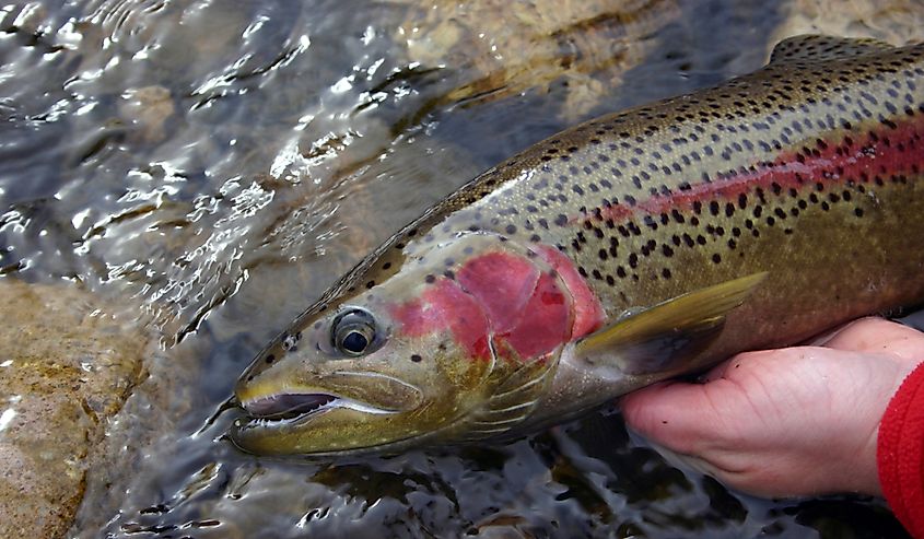 A steelhead trout
